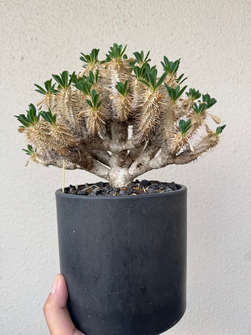 ギラウミニアナ　現地球　発根5年　塊根植物 黒鉢付き