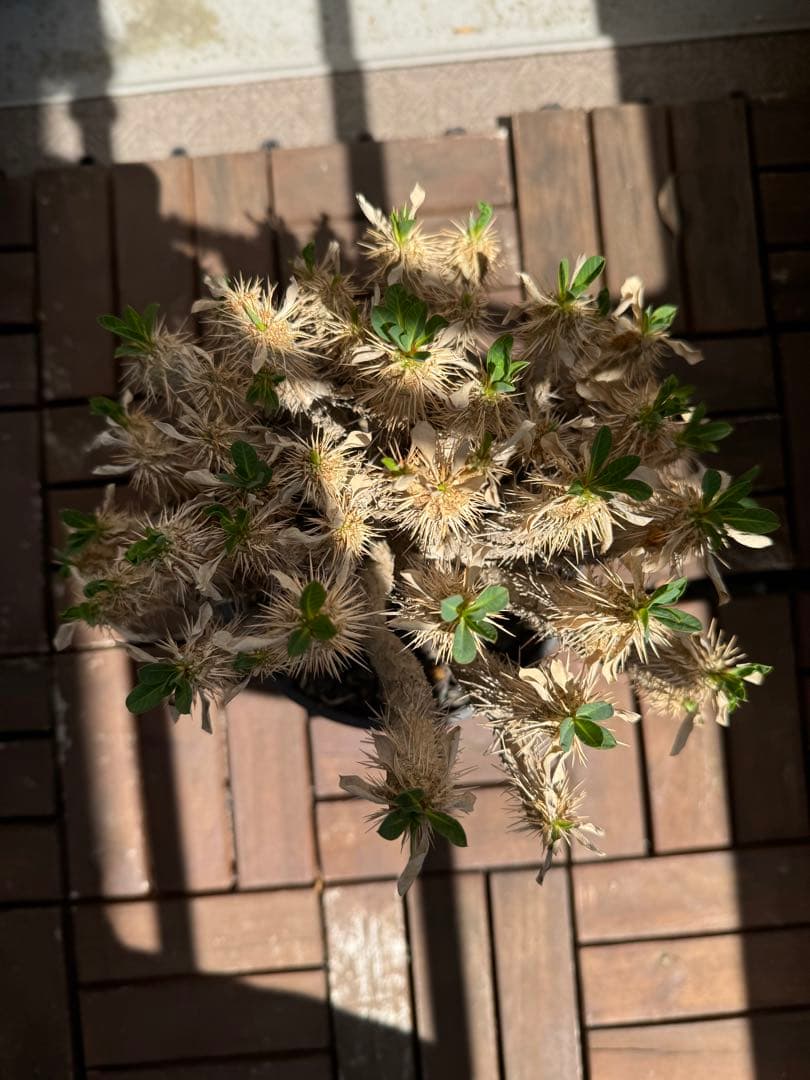 ギラウミニアナ　現地球　発根5年　塊根植物 黒鉢付き