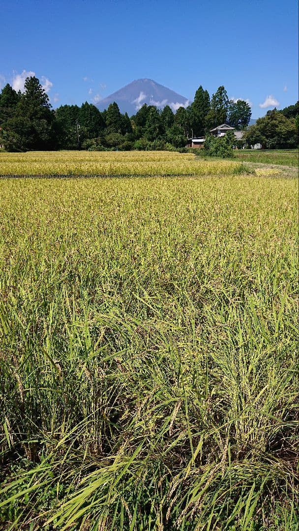 減農薬　コシヒカリ　10kg　令和7年産
