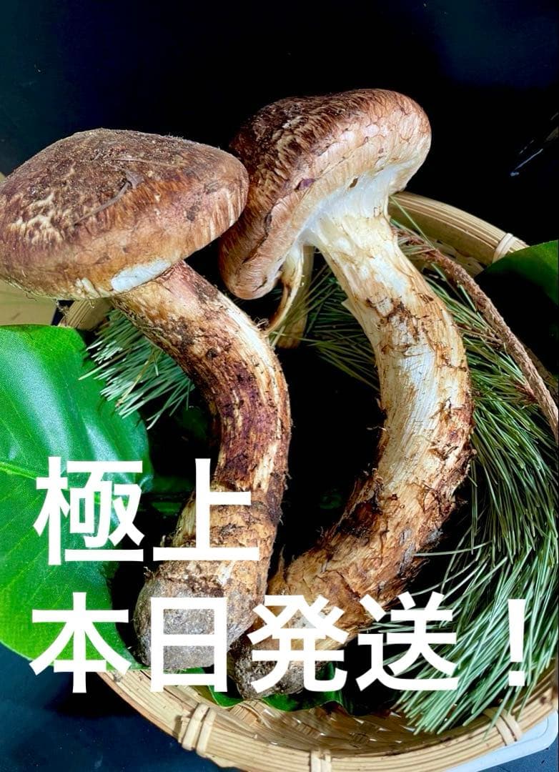【今期最終‼︎ 希少品‼︎ 極上セット②】 本日採れ‼︎ 松茸◆クール便発送◆