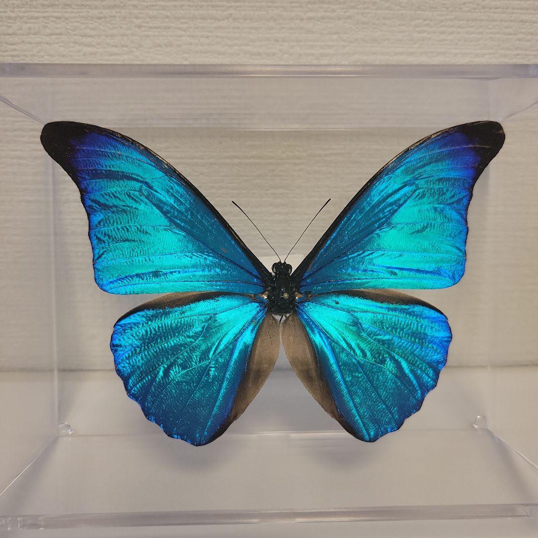 蝶の標本　熱帯ジャングルを舞う宝石(特珍A)