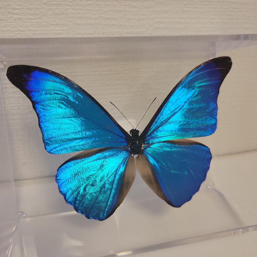 蝶の標本　熱帯ジャングルを舞う宝石(特珍A)