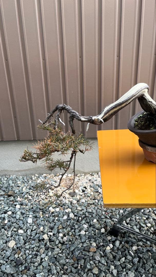 杜松　盆栽　素材