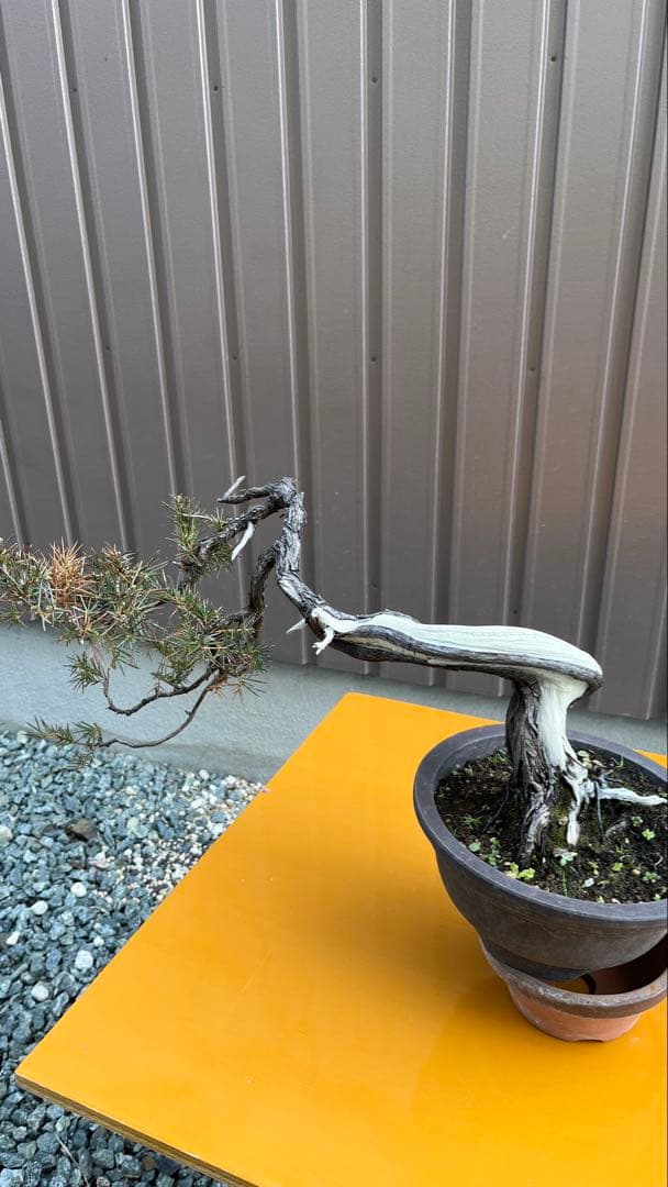 杜松　盆栽　素材