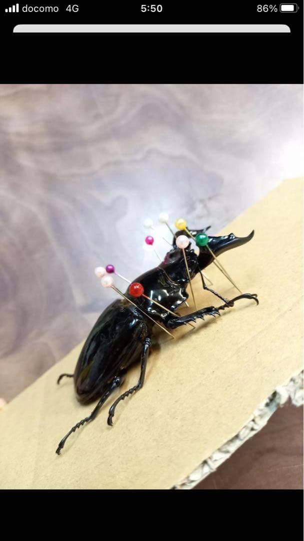 タランドゥスオオツヤクワガタ♂標本