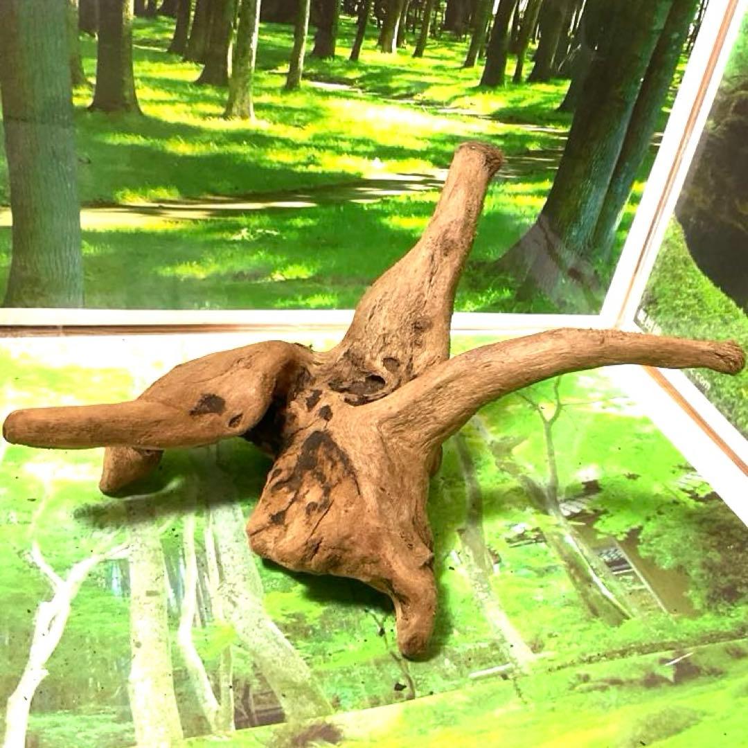 コエポン様 リクエスト 5点 まとめ商品