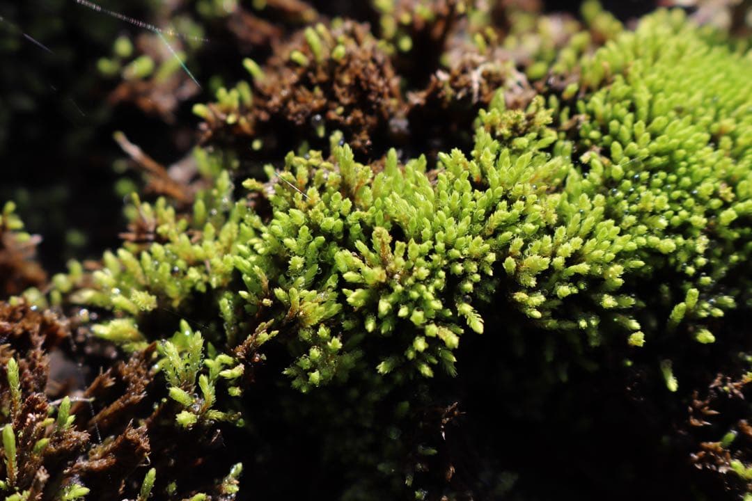 Canon EOS Kiss X9 デジタル一眼レフ