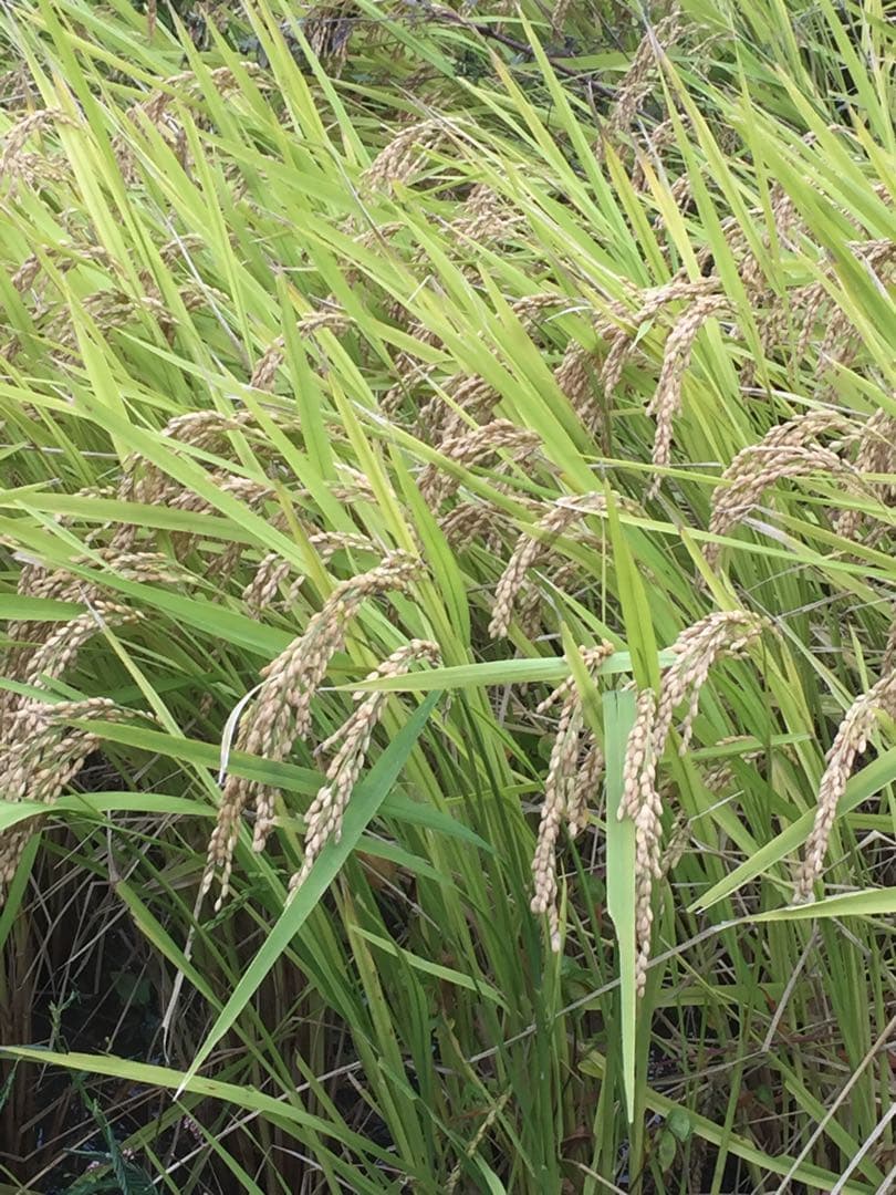 令和７年産米☆いのちの壱☆酵素散布米 ☆玄米 いのちの壱 24.5キロ 精米無料