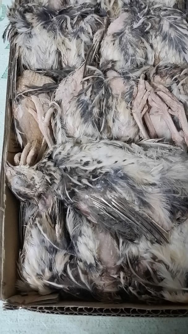 【ハッピードッグ沖縄様】内臓処理済み2ケース(50匹入)　ヒナウズラ700g×2