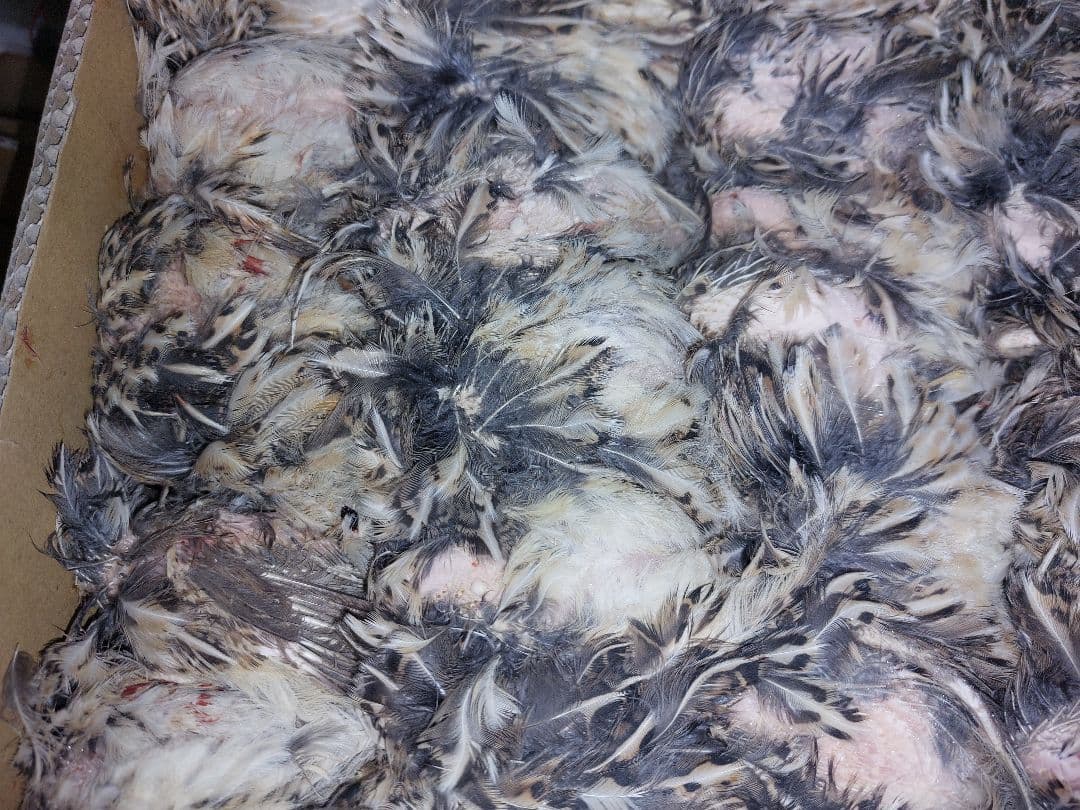 【ハッピードッグ沖縄様】内臓処理済み2ケース(50匹入)　ヒナウズラ700g×2