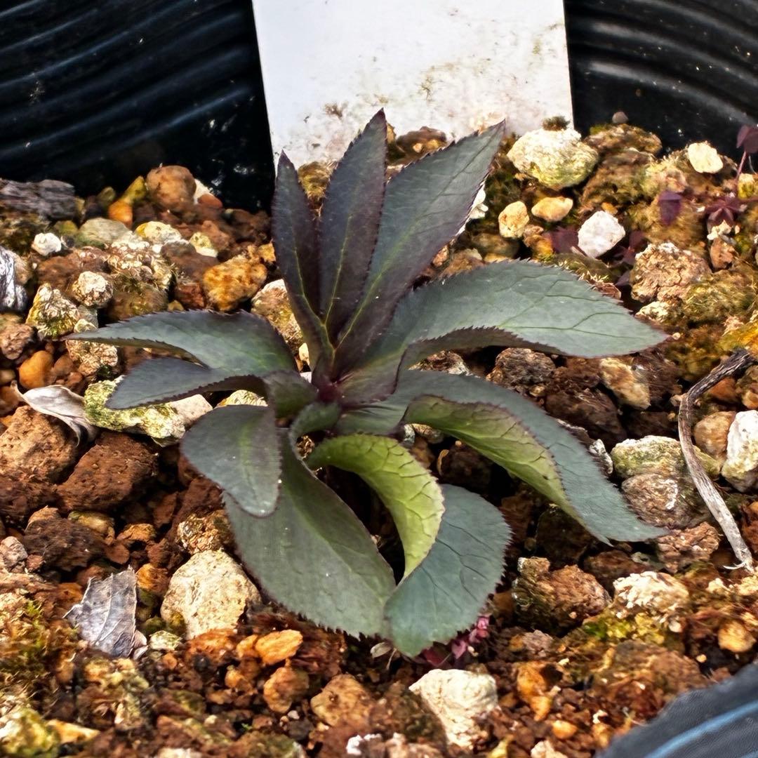 よ*ん様 3533☘️限定一株☘️直筆タグ付き☘️超希少☘️⭐️WM原生地採取⭐