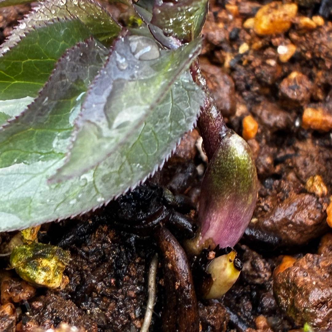 よ*ん様 3533☘️限定一株☘️直筆タグ付き☘️超希少☘️⭐️WM原生地採取⭐