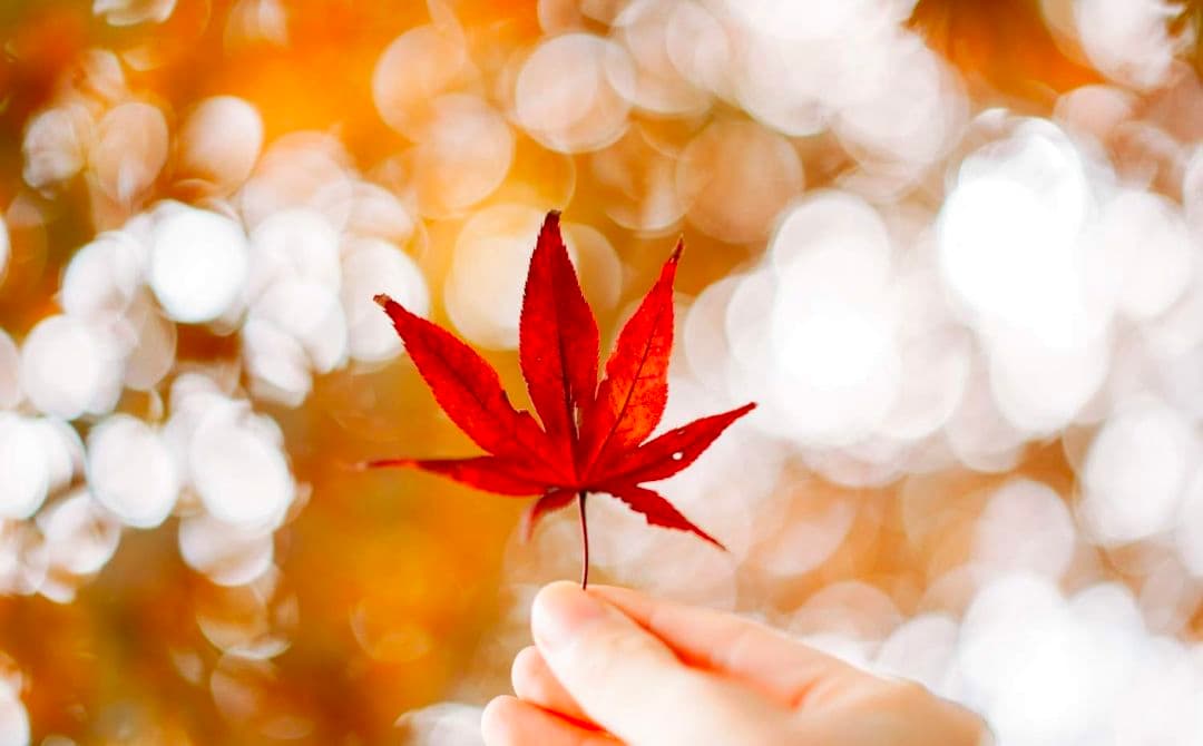 ソニー 単焦点レンズ Sonnar T* FE 55mm F1.8 ZA