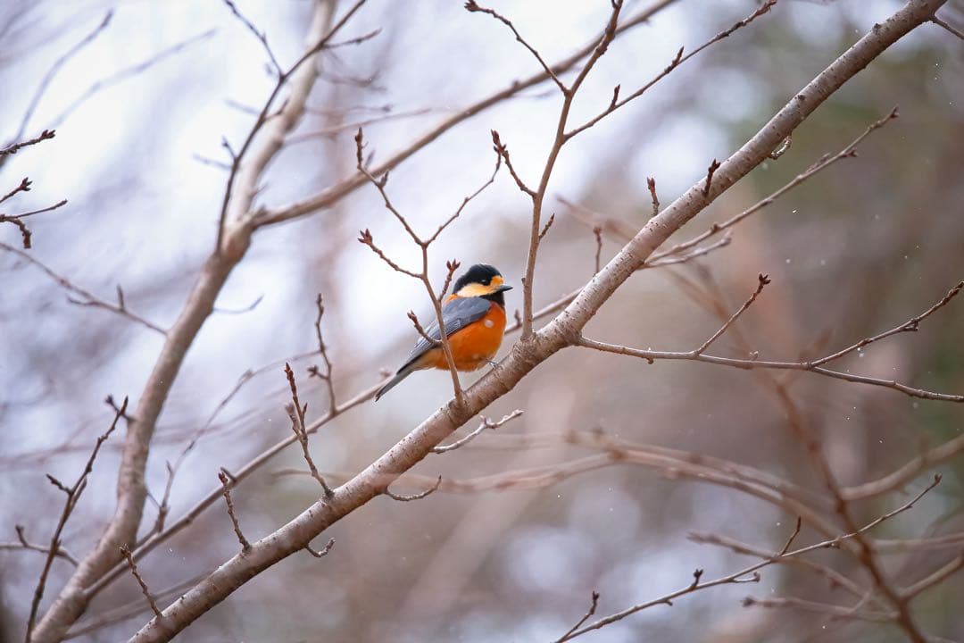 レンズ(ズーム) SIGMA 100-400mm F5-6.3 DG OS HSM