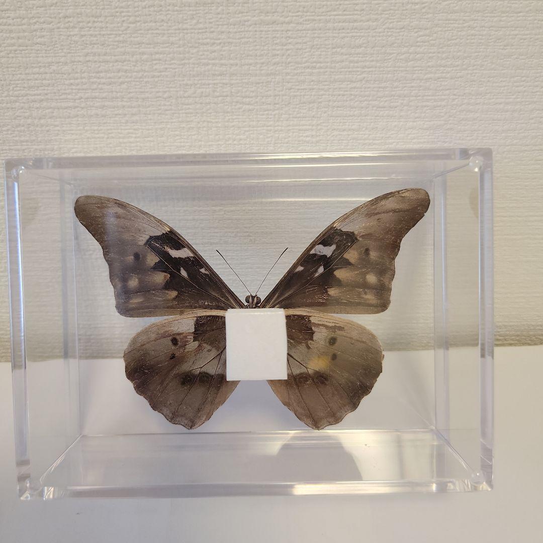 蝶の標本　熱帯ジャングルを舞う宝石(珍A)