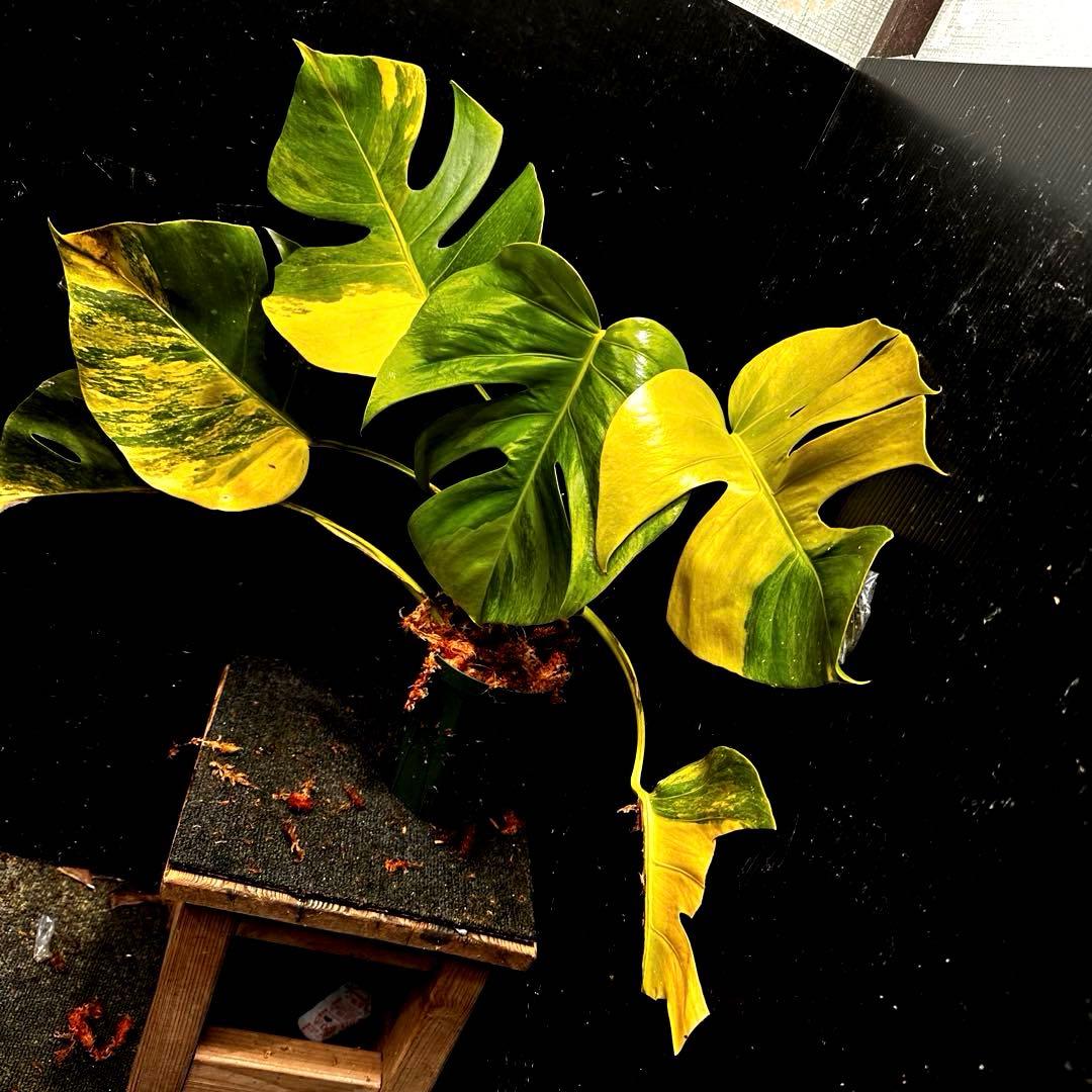 メ*1様 斑入りモンステラボルシギアナオーレア黄斑4号鉢植え49cm発根済み安心
