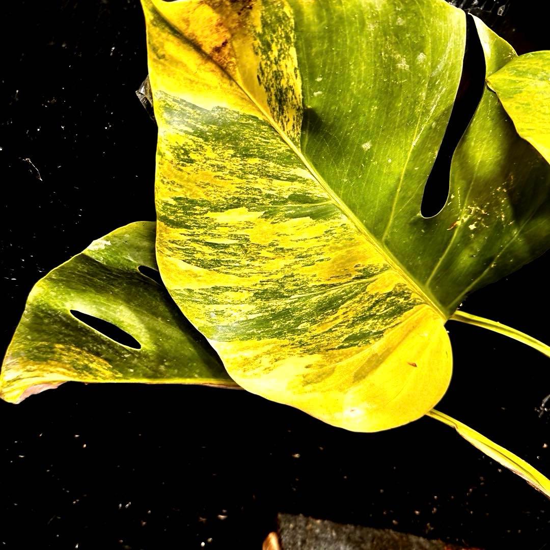 メ*1様 斑入りモンステラボルシギアナオーレア黄斑4号鉢植え49cm発根済み安心