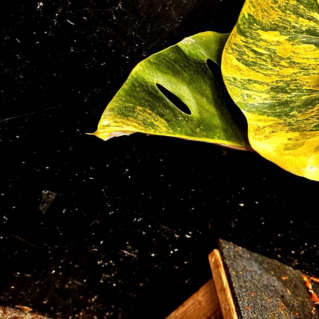 メ*1様 斑入りモンステラボルシギアナオーレア黄斑4号鉢植え49cm発根済み安心