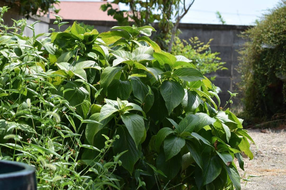 Nikon AF-S DX 55-300mm VR ニコン望遠ズームレンズ