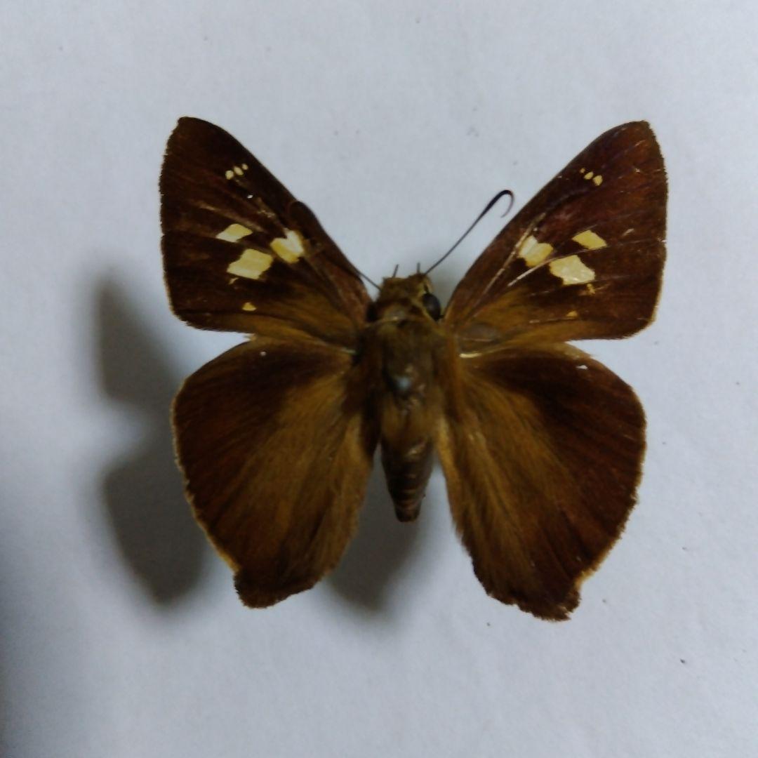 テツイロビロウドセセリ 3頭