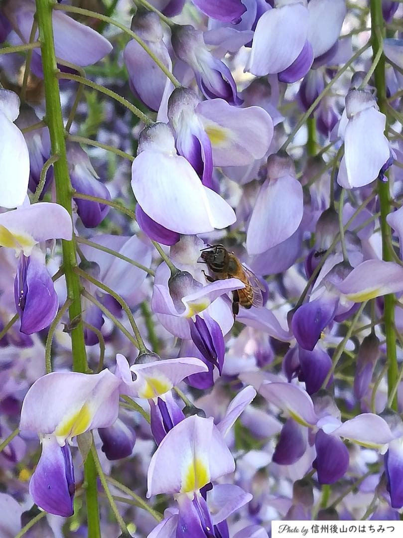 【ぱーる。】　信州産 蜂蜜 1000g 4本 国産蜂蜜