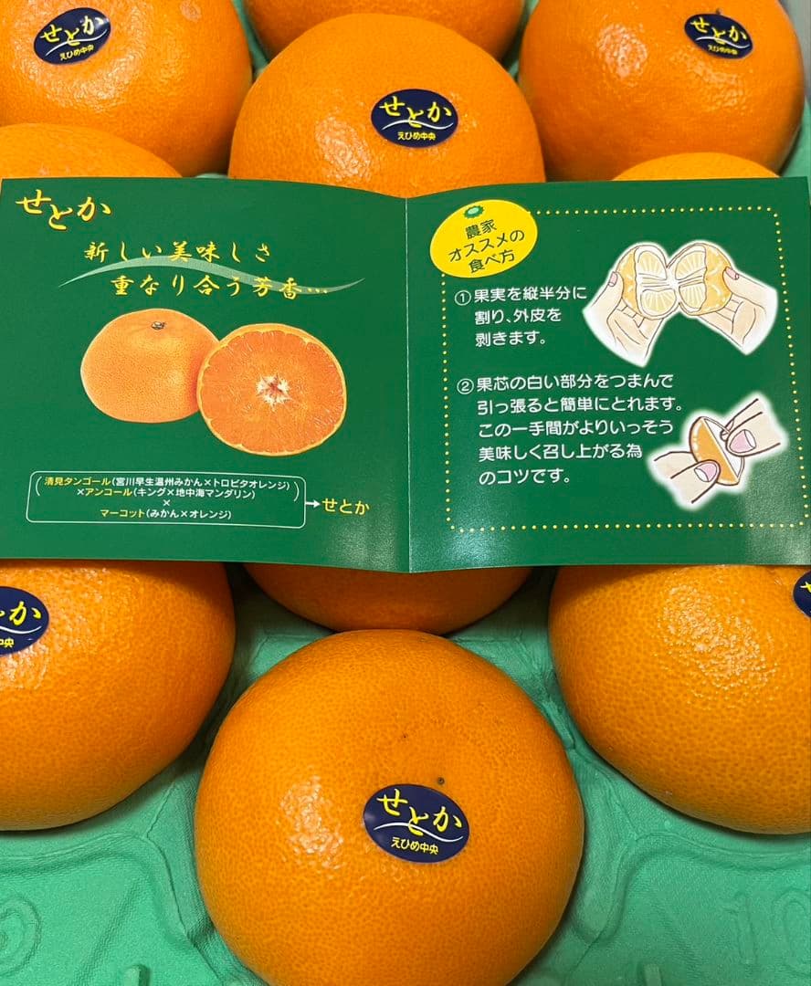 愛媛中央より　ハウス「せとか」秀品3L化粧箱入