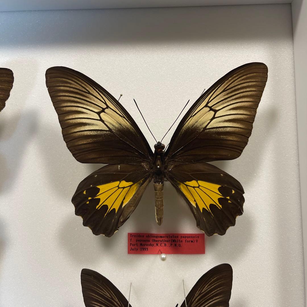 キシタアゲハ　9頭