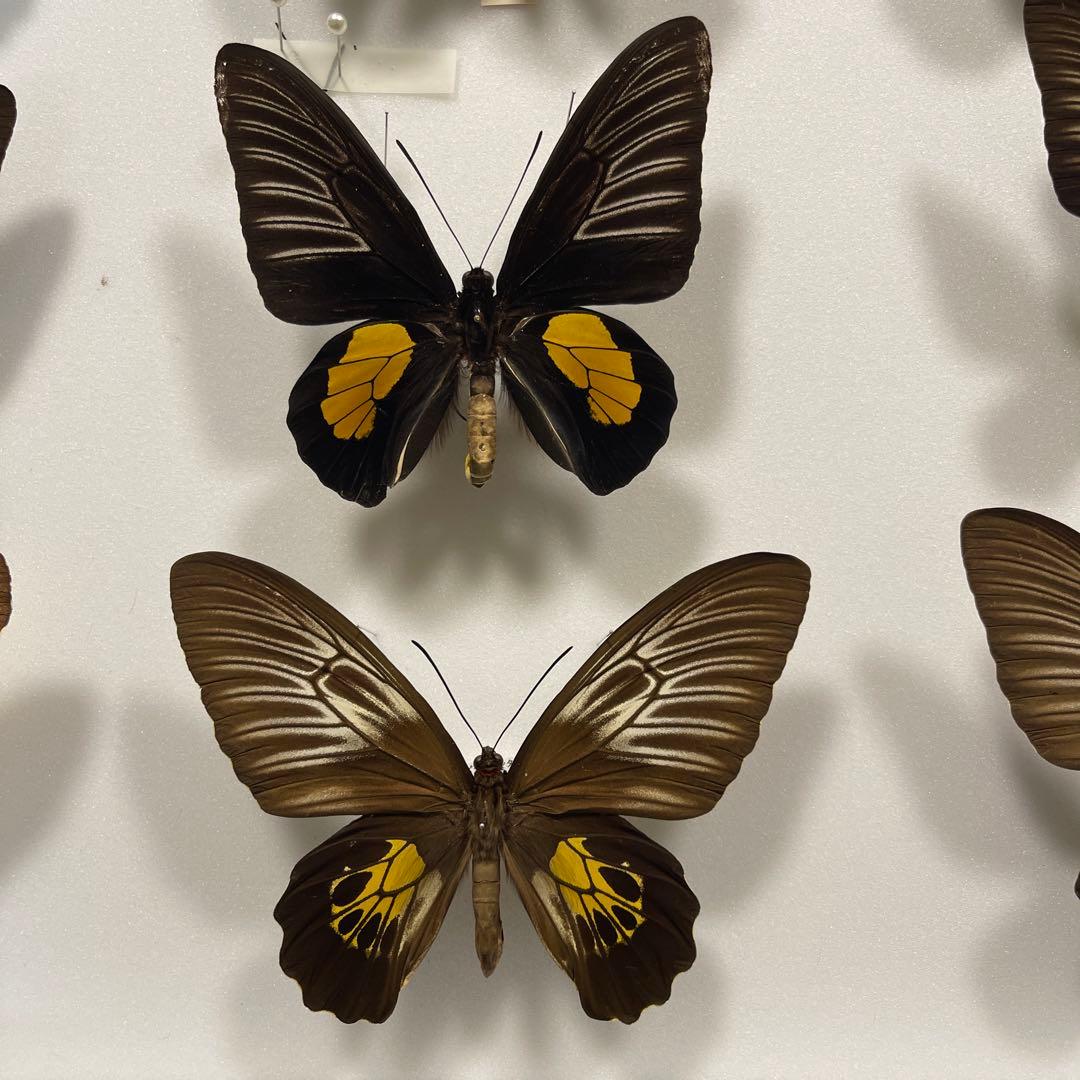 キシタアゲハ　9頭