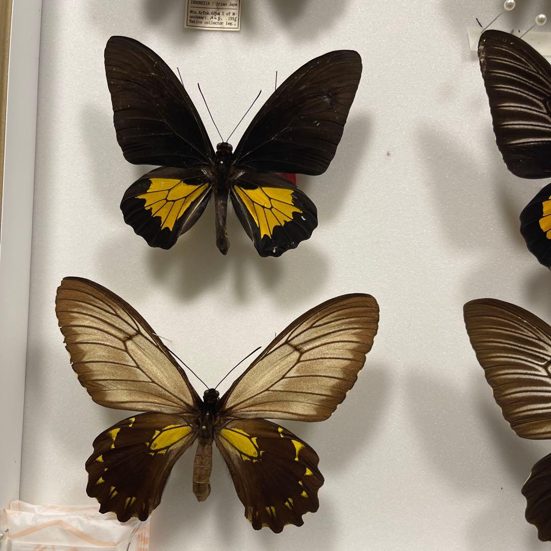 キシタアゲハ　9頭