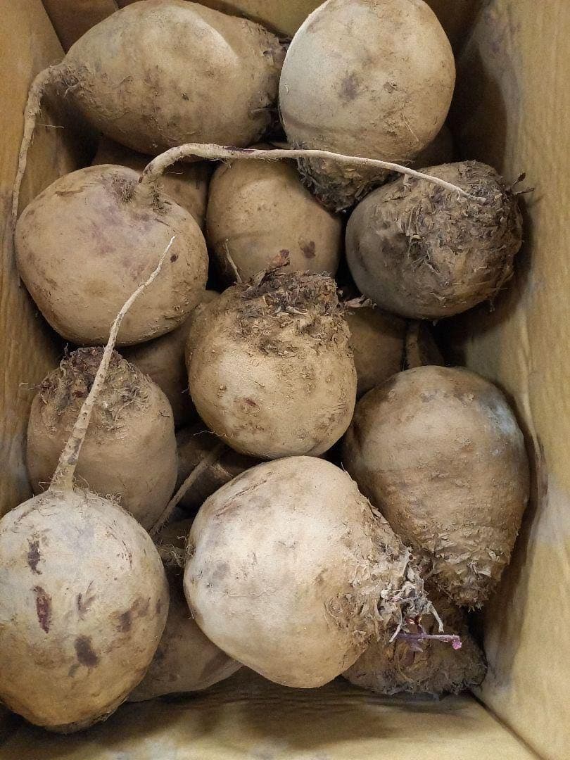 長野県ビーツ　大玉　15kg