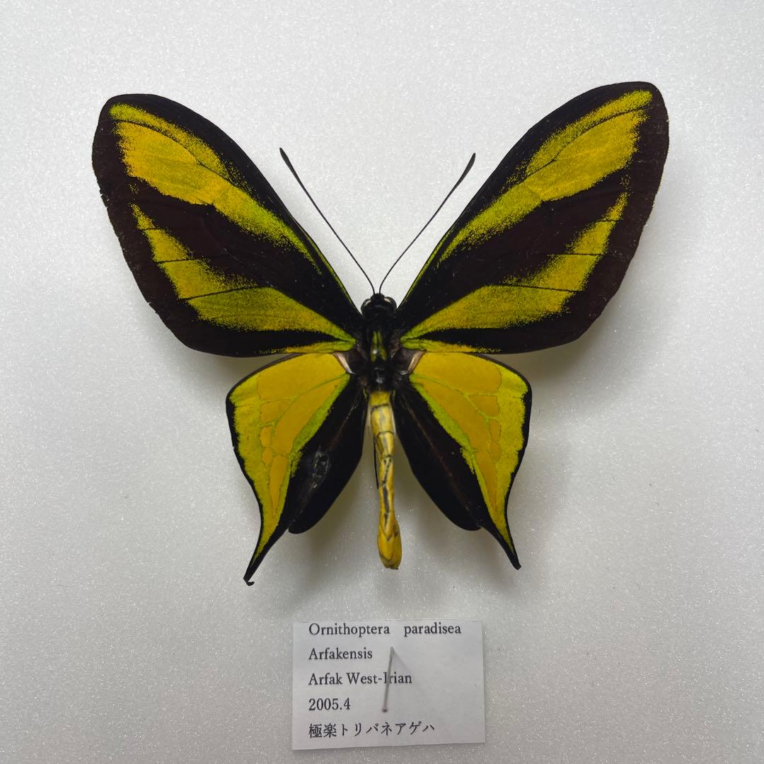 極楽トリバネアゲハ蝶