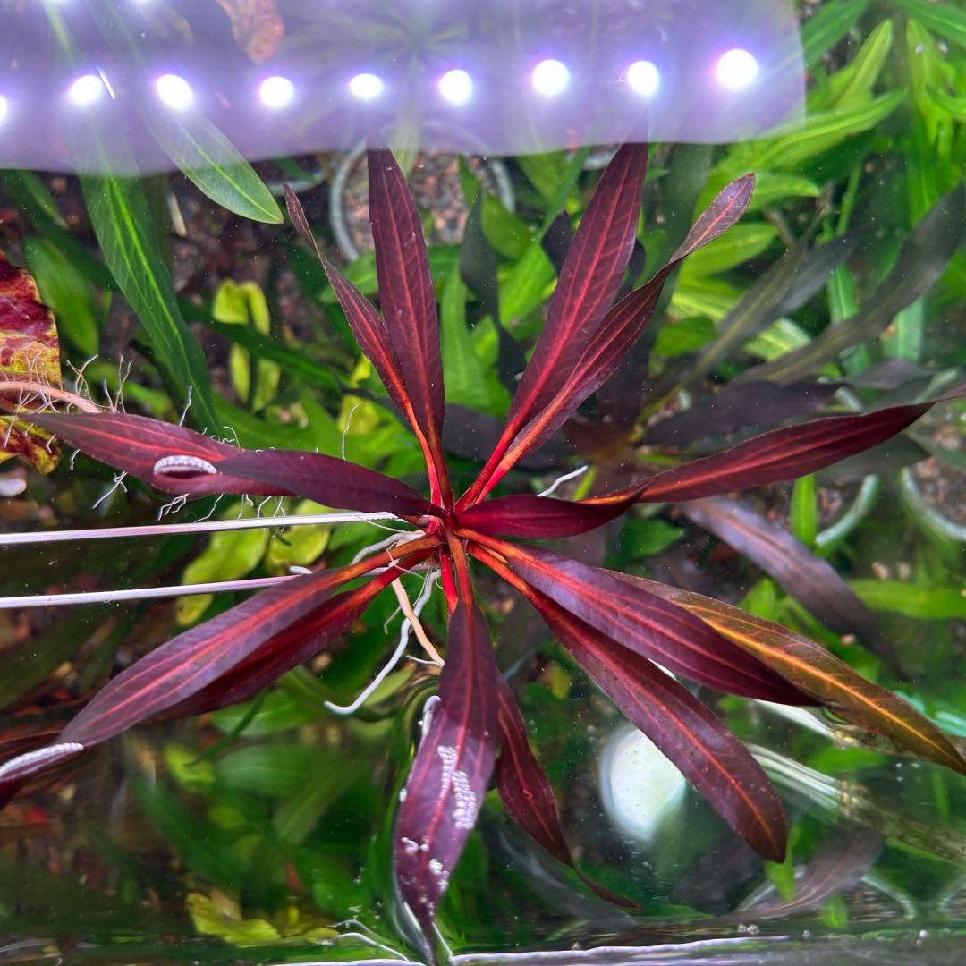 エキノドルス ホレマニー ブラッドレッド