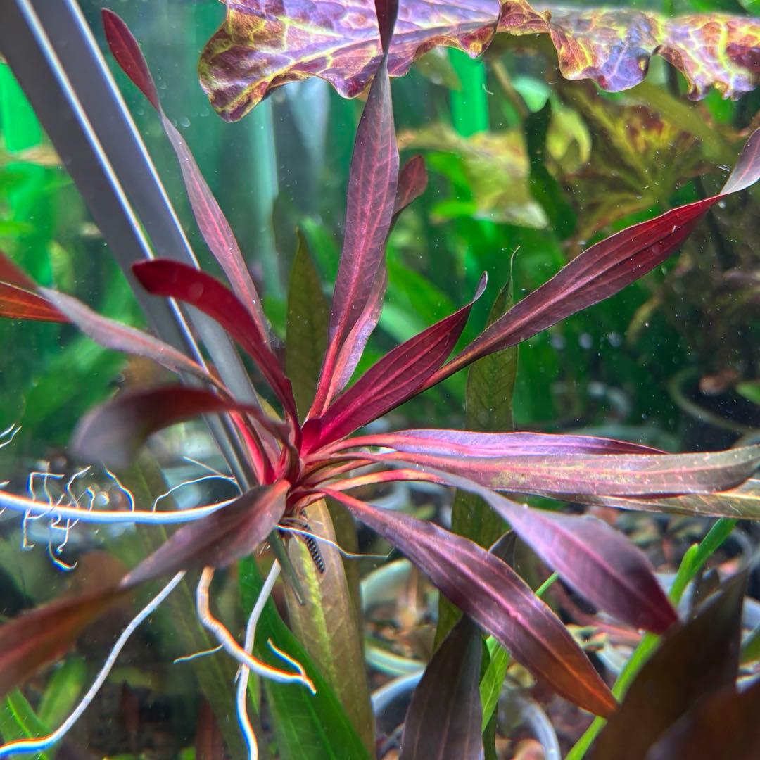 エキノドルス ホレマニー ブラッドレッド