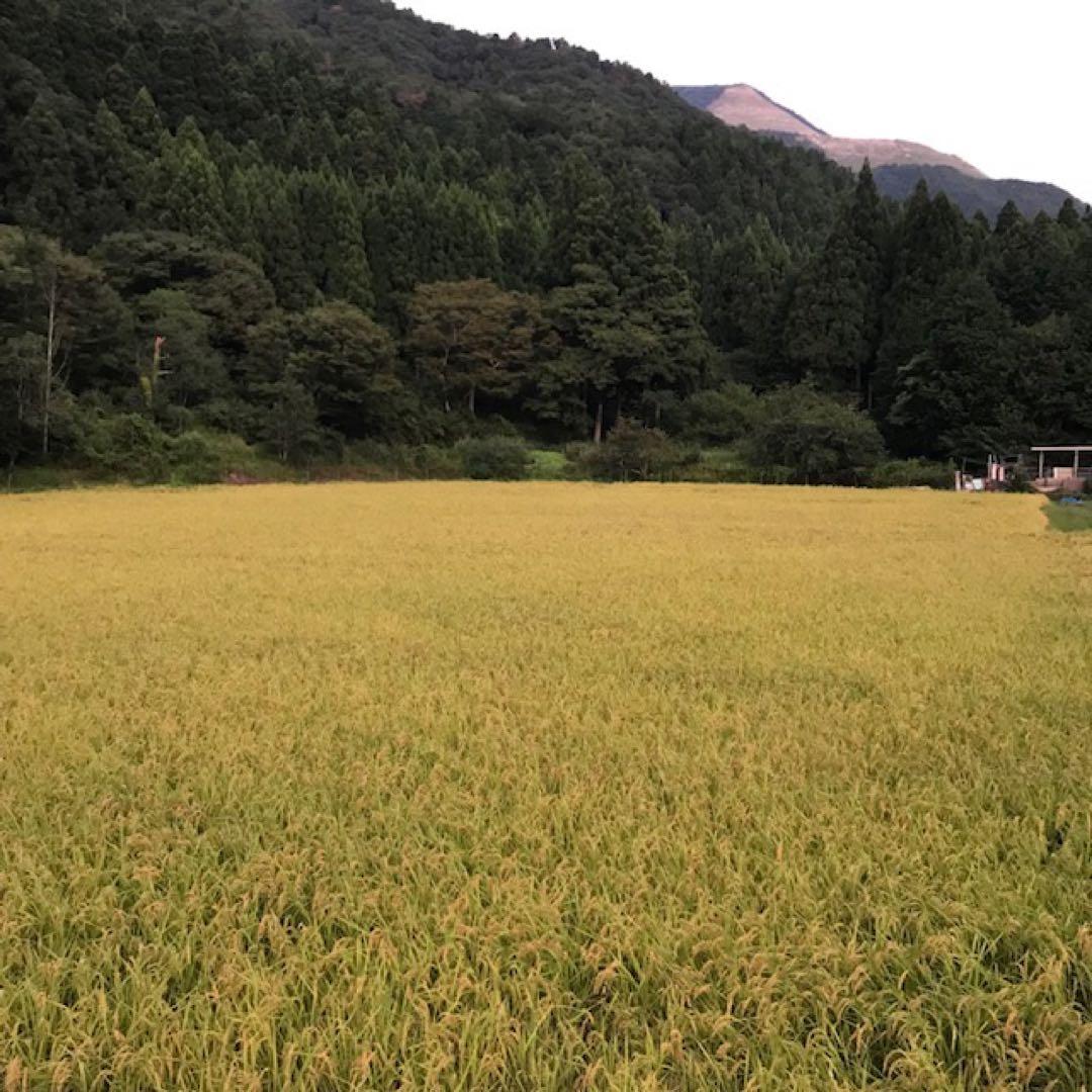 令和七年産 農薬・化学肥料不使用 近江米コシヒカリ オリーブ酵素米10キロ