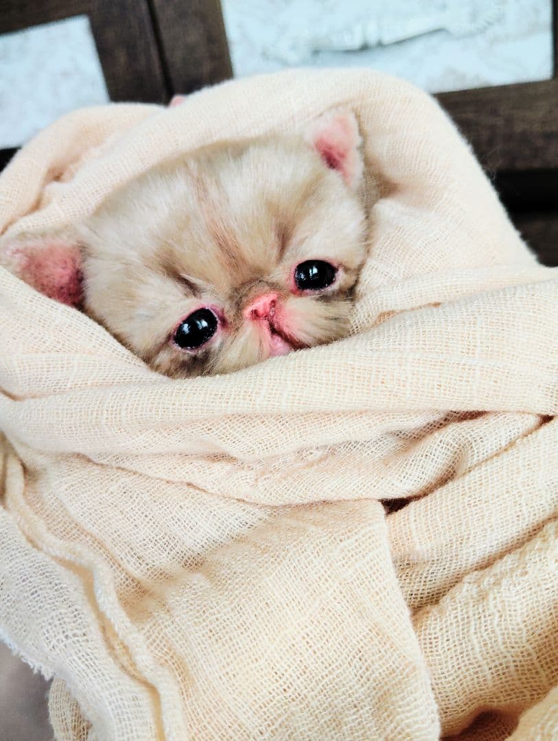 高級ファー♡エキゾチックショートヘア♡子猫のベルちゃん♡アートドール♡ぬいぐるみ