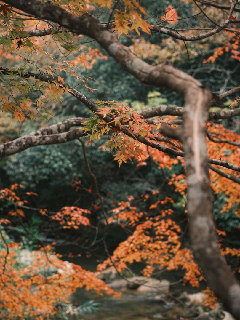 XF33mmF1.4 R LM WR(美品)