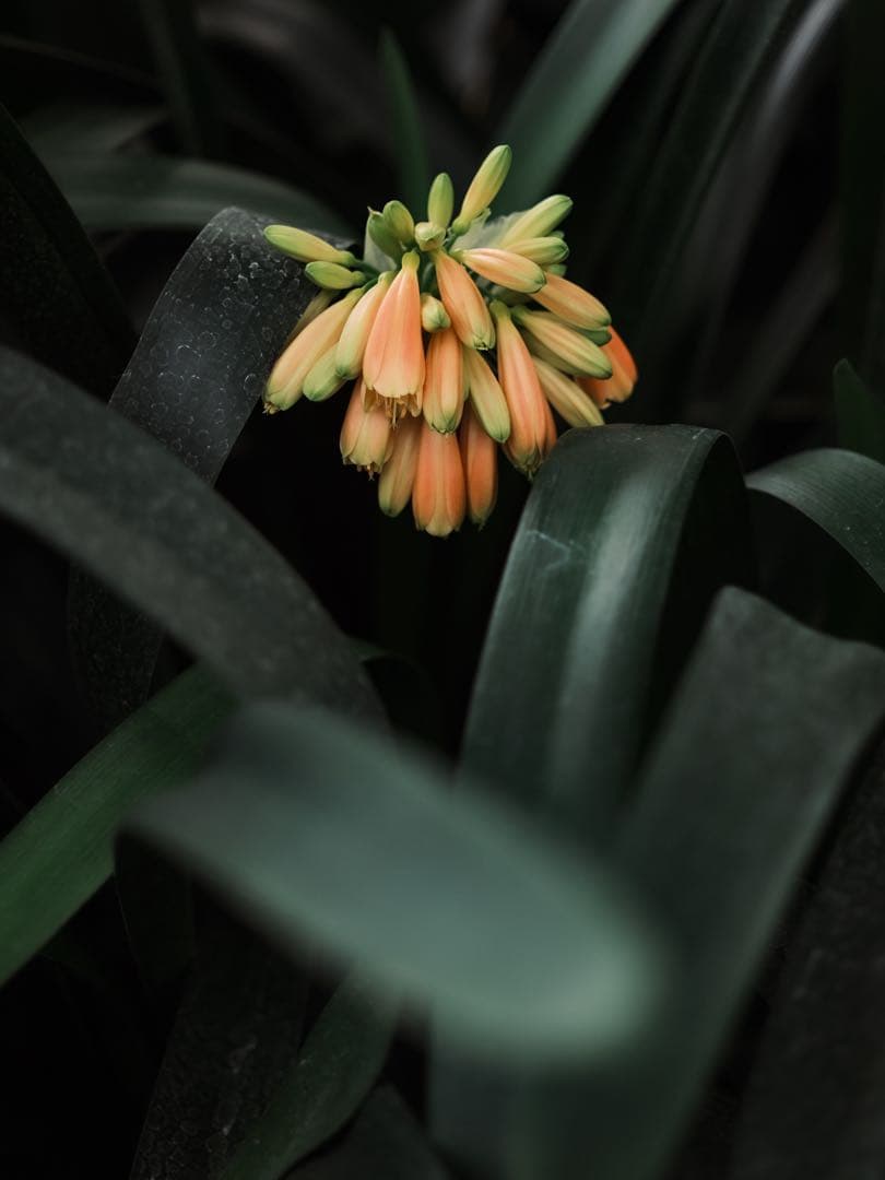 XF33mmF1.4 R LM WR(美品)