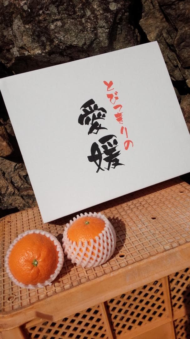 猫やん　まどんな 3L 11玉×6箱