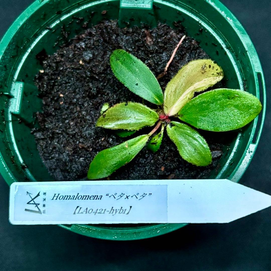 ホマロメナ ペタ×ペタ　正規タグ付き