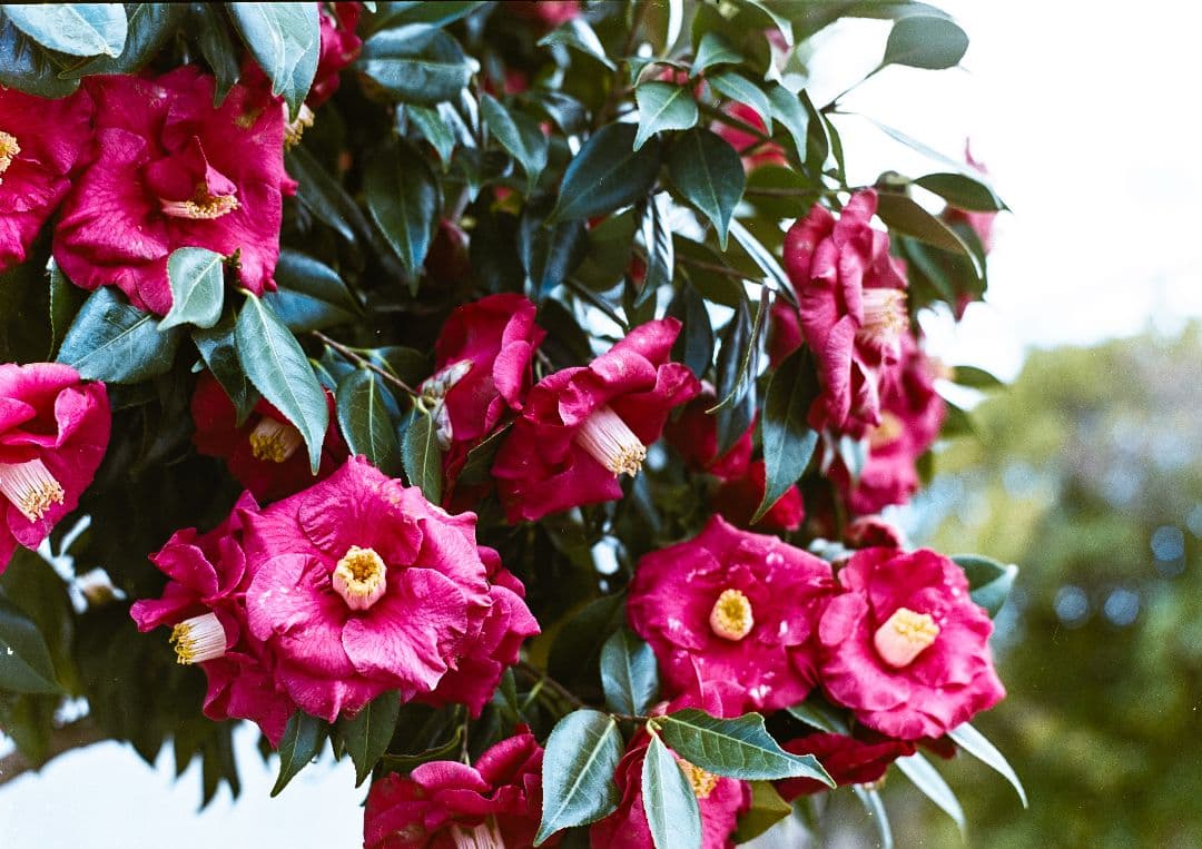 マミヤユニバーサルプレス実写済み100mm/3.5、6×7.6×9ホルダーセット