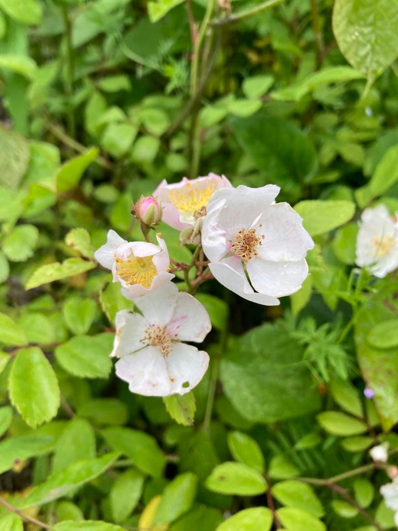 Yshop 　ニホンミツバチ　日本蜜蜂　生ハチミツ　蜂蜜　1120g