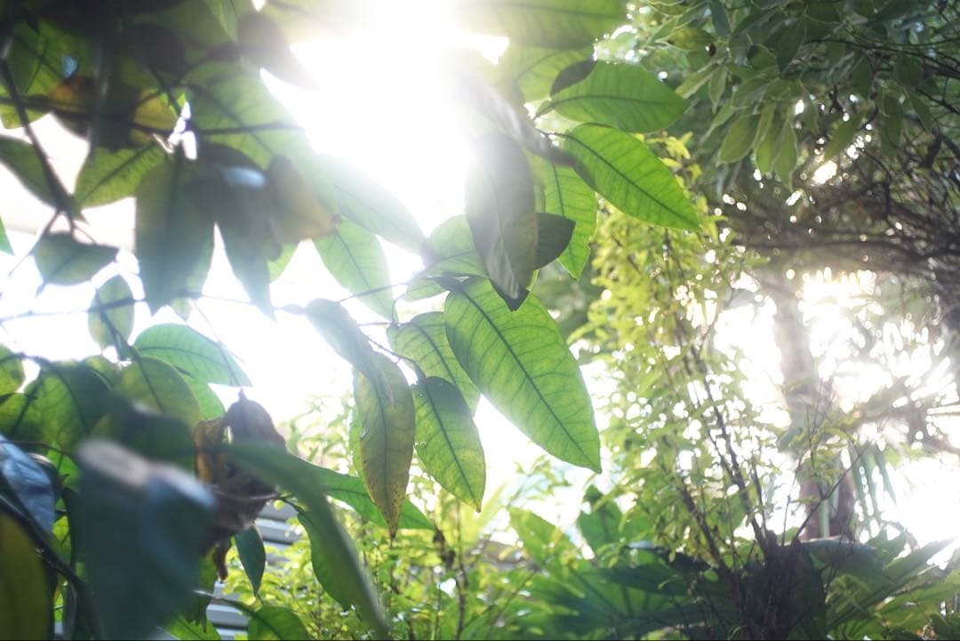 【希少ストッパー付】ライカ｜エルマリートM28mm F2.8（2nd）初期型