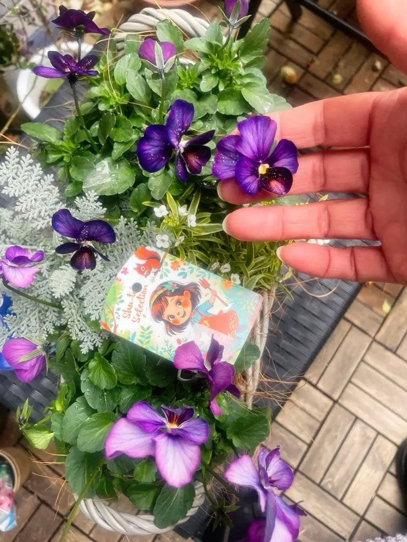 u*a様 人気♡パルプンテ♡極キレイパープル 2苗♡寄せ植え♡カゴ付き(幅３０セ