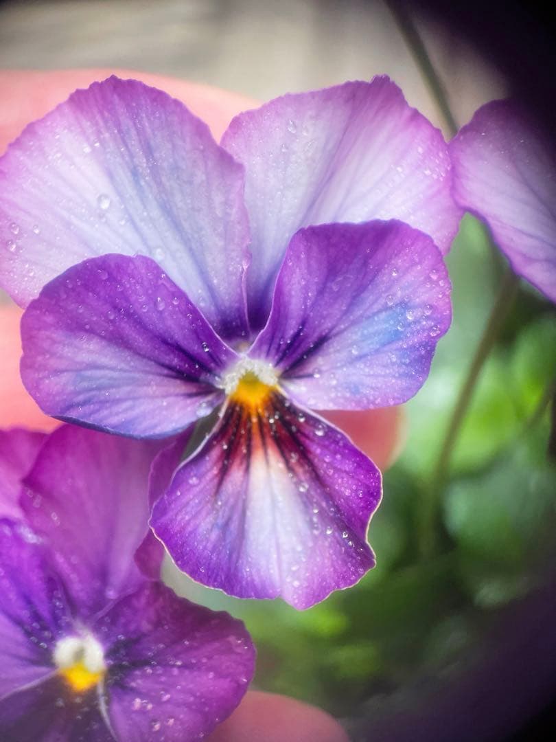 u*a様 人気♡パルプンテ♡極キレイパープル 2苗♡寄せ植え♡カゴ付き(幅３０セ