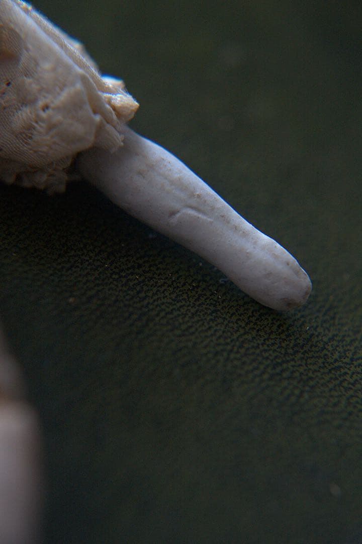 ネ*ネ様 アンティーク チャイナヘッドドール ビスクドール ミニチュア