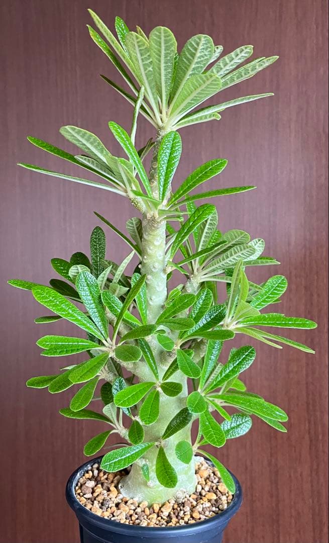 Q太郎【レア/塊根植物】ドルステニア ギガス 鉢植え A-10