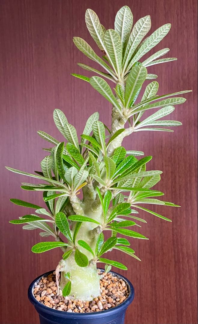 Q太郎【レア/塊根植物】ドルステニア ギガス 鉢植え A-10