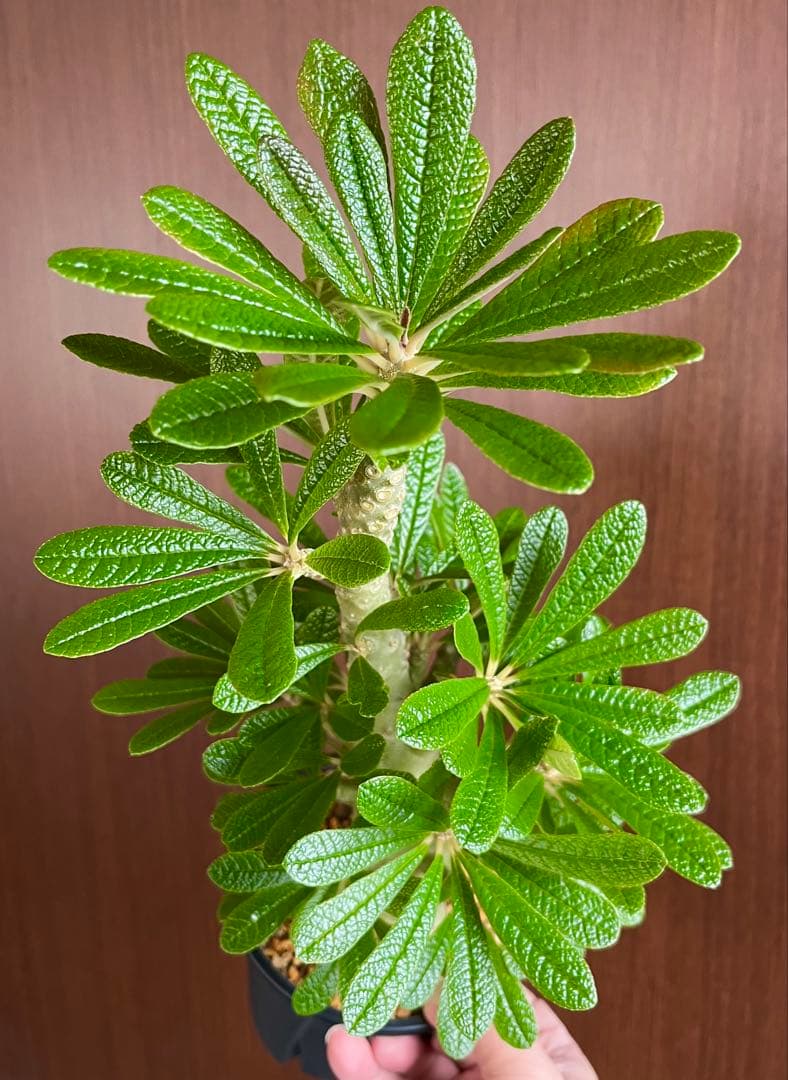 Q太郎【レア/塊根植物】ドルステニア ギガス 鉢植え A-10