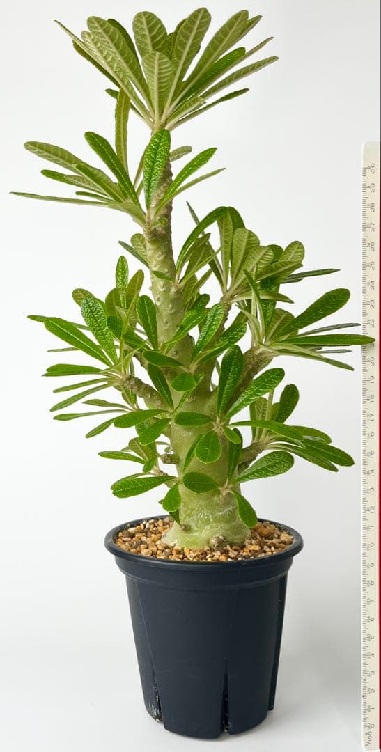 Q太郎【レア/塊根植物】ドルステニア ギガス 鉢植え A-10