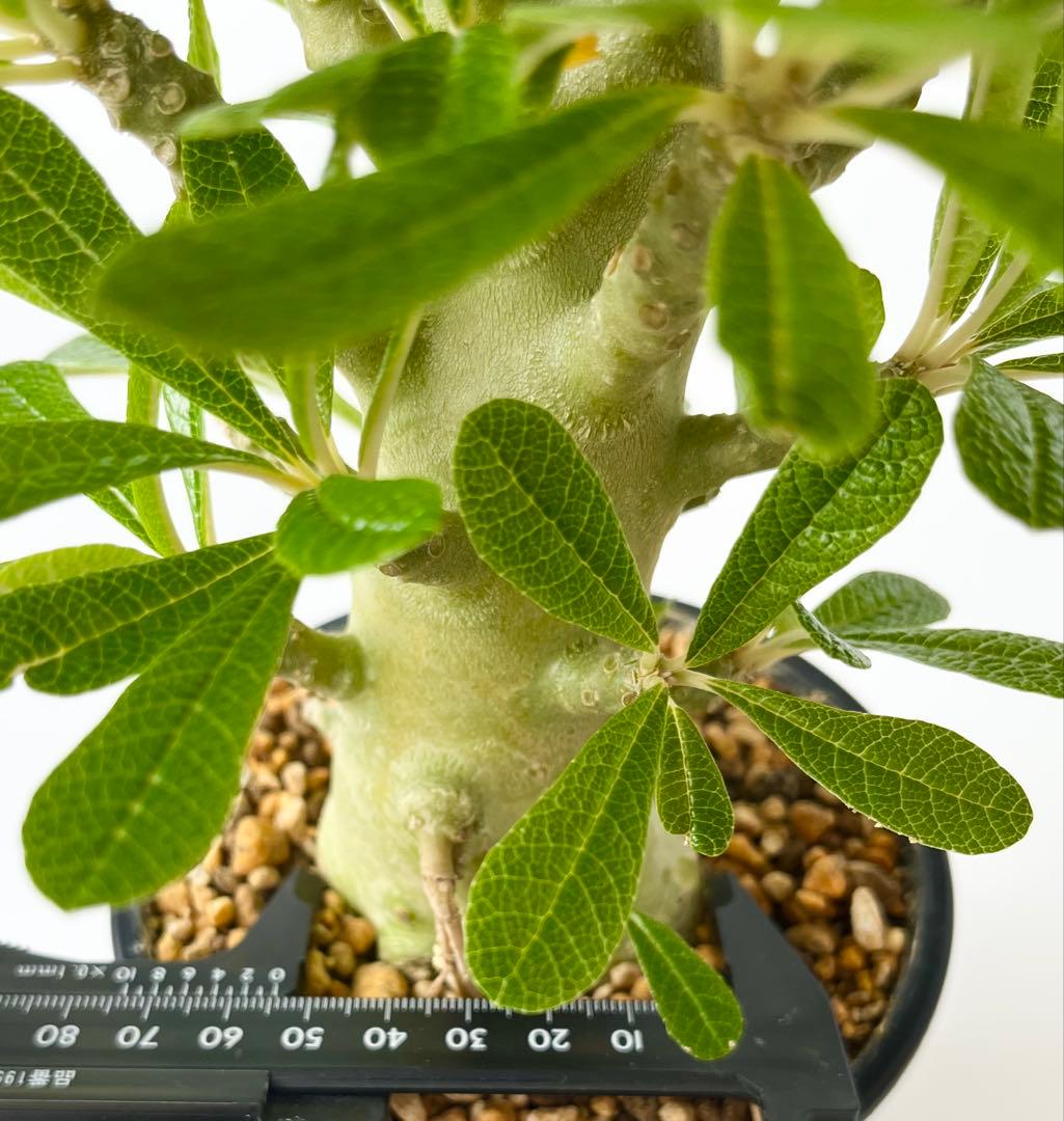 Q太郎【レア/塊根植物】ドルステニア ギガス 鉢植え A-10